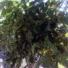 Hydroponic Tower, 3 Tomato Plants